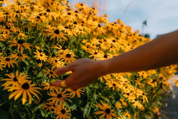 Woman walking past a field of flowers